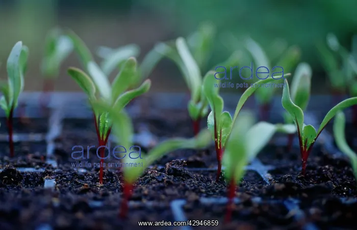 : Beetroot, Beta vulgaris : Beetroot, Beta vulgaris