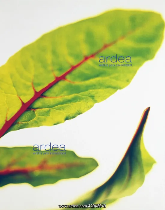 : Beetroot, Beta vulgaris : Beetroot, Beta vulgaris