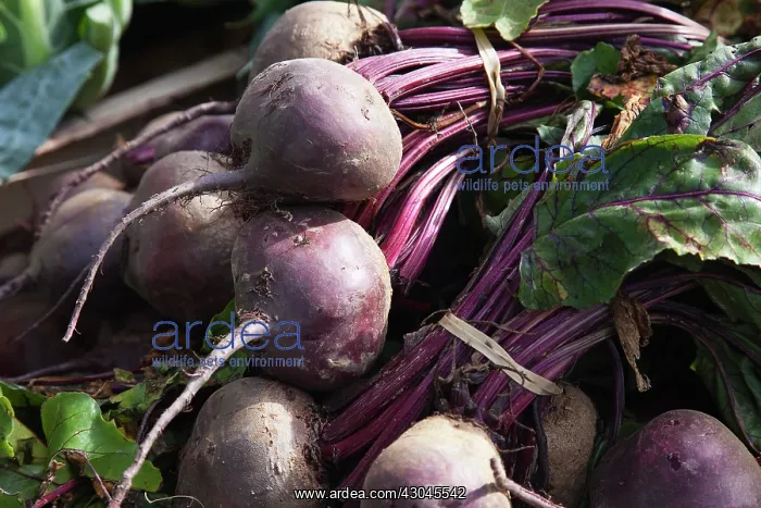 : Beetroot, Beta vulgaris on sale in farm shop. England, West Sussex, Funtingdon : Beetroot, Beta vulgaris on sale in farm shop. England, West Sussex, Funtingdon