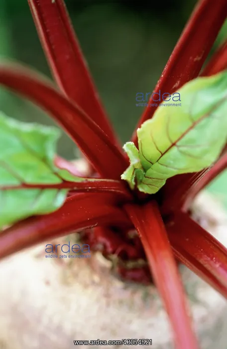 : Beetroot, Beta vulgaris : Beetroot, Beta vulgaris
