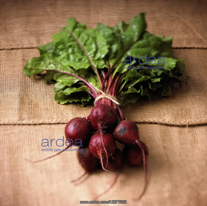 : Beetroot, Beta vulgaris, Red subject : Beetroot, Beta vulgaris, Red subject