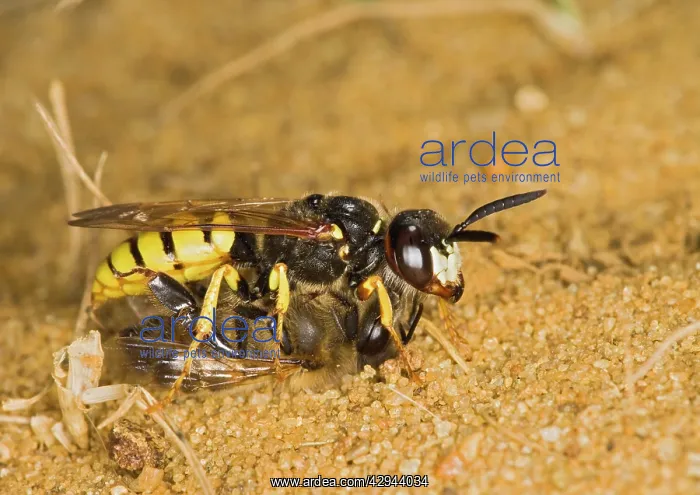 : Beewolf / bee killer wasp - with bee : Beewolf / bee killer wasp - with bee