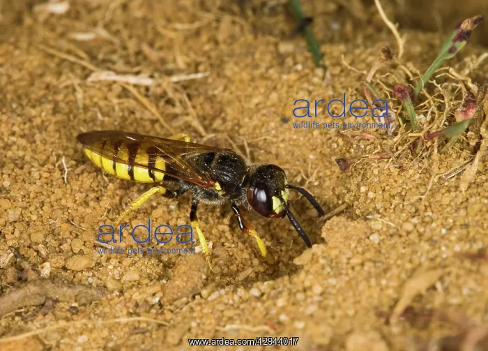 : Beewolf / Bee killer wasp - at nest entrance : Beewolf / Bee killer wasp - at nest entrance