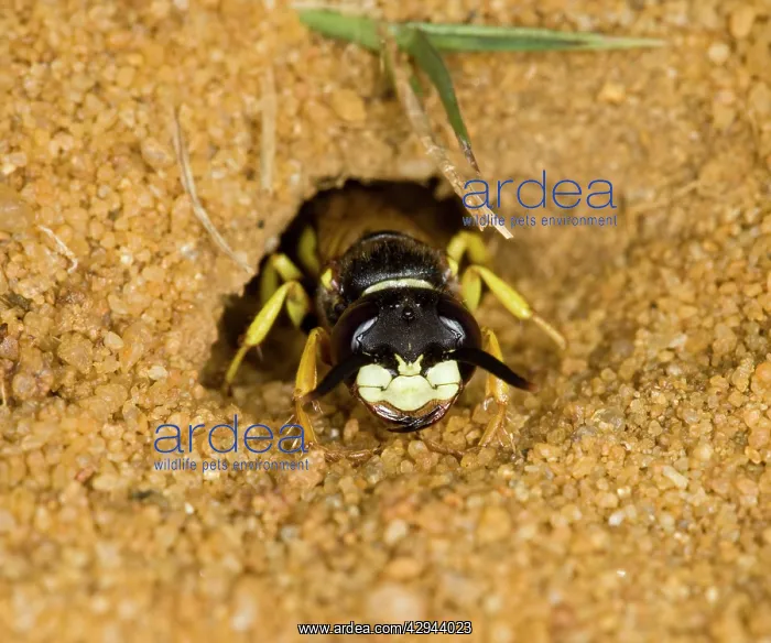 : Beewolf / bee killer wasp - at nest entrance : Beewolf / bee killer wasp - at nest entrance