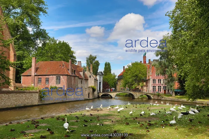 : The Begijnhof and canal, Bruges, Belgium : The Begijnhof and canal, Bruges, Belgium
