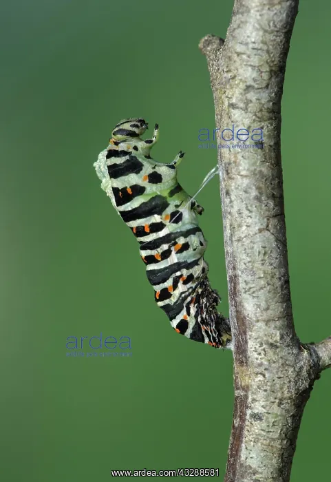 : Beginning of the pupation of a caterpillar of Swallowtail : Beginning of the pupation of a caterpillar of Swallowtail