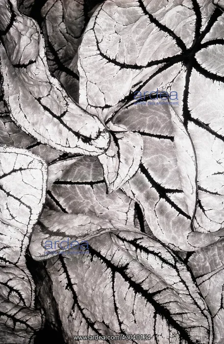 : Begonia : Begonia