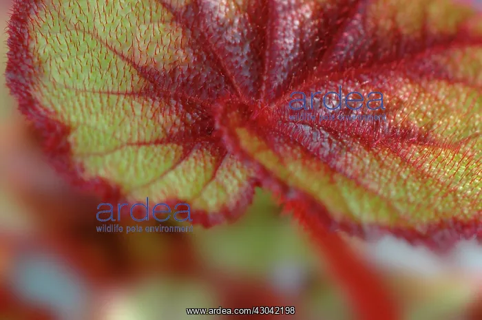 : Begonia, Begonia rex