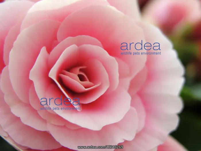  : Begonia