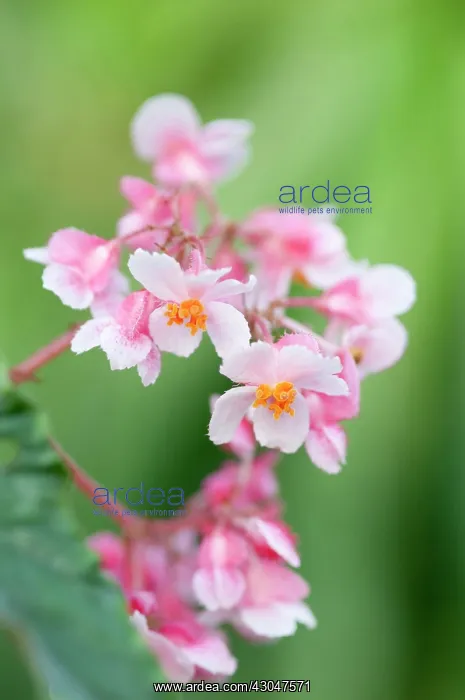 : Begonia, Begonia Ginny : Begonia, Begonia Ginny