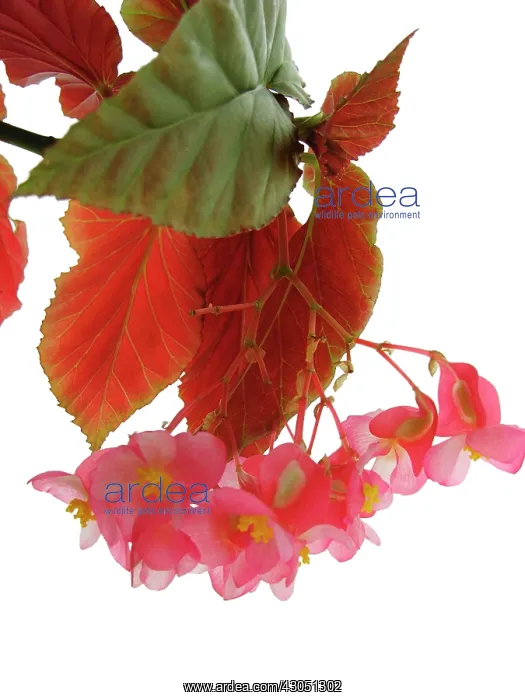  : Begonia