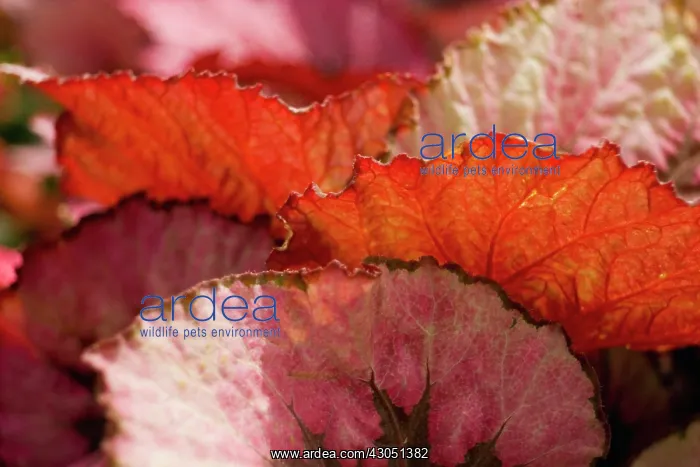  : Begonia
