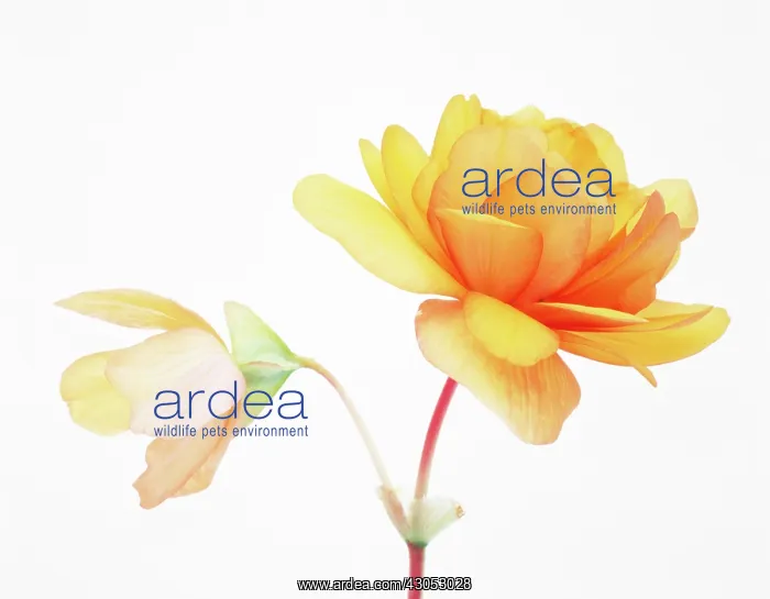: Begonia. Begonia : Begonia. Begonia