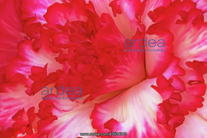  : Begonia. Close view of deep pink edged, ruffled petals of Begonia cultivar