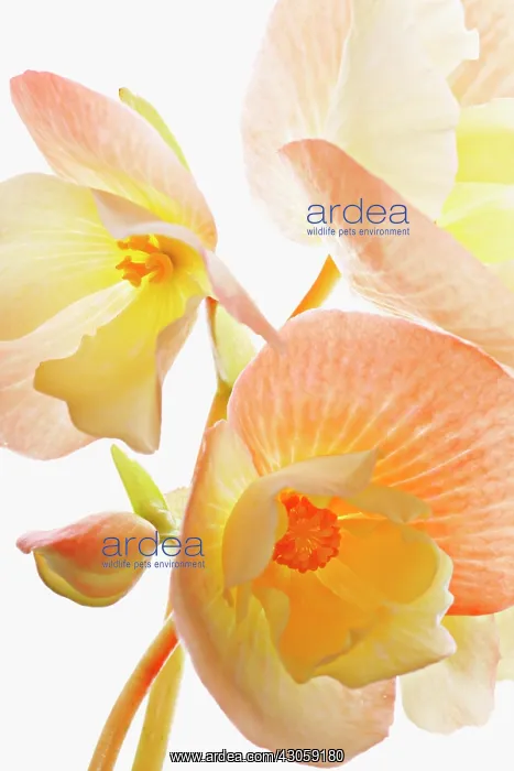 : Begonia. Begonia : Begonia. Begonia