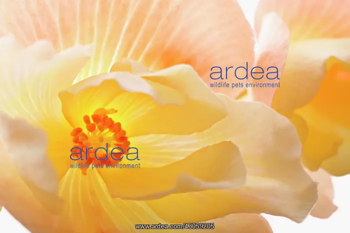: Begonia. Begonia : Begonia. Begonia