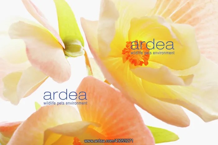 : Begonia. Begonia : Begonia. Begonia