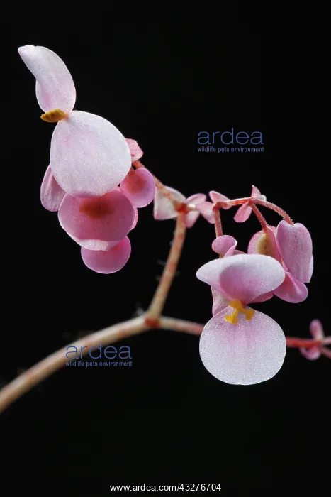 : Begonia, Begonia cultivar, Pink subject, Black background : Begonia, Begonia cultivar, Pink subject, Black background