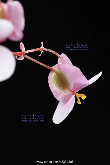 : Begonia, Begonia cultivar, Pink subject, Black background : Begonia, Begonia cultivar, Pink subject, Black background
