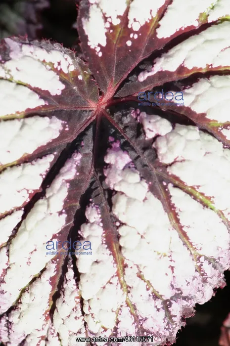 : Begonia, Begonia Fireworks, close view of a leaf : Begonia, Begonia Fireworks, close view of a leaf