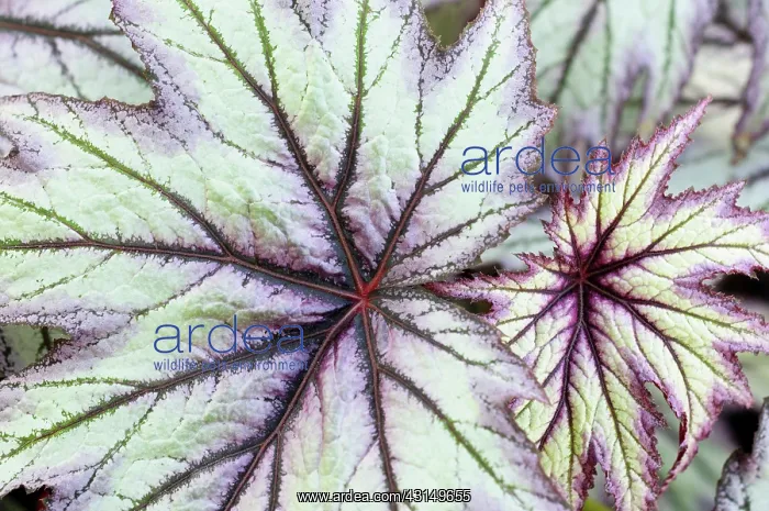 : Begonia, Begonia Little Brother Montgomery, Close up detai : Begonia, Begonia Little Brother Montgomery, Close up detai