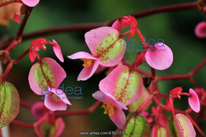 : Begonia Flower : Begonia Flower