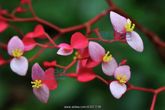 : Begonia Flower : Begonia Flower