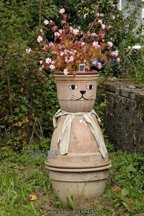 : Begonia in a flowerpot Cat-headed in a village : Begonia in a flowerpot Cat-headed in a village