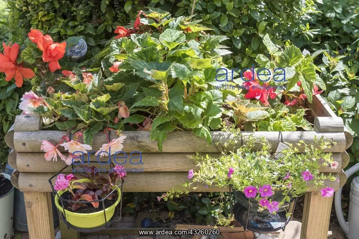 : Begonia flowers in a wooden bin on a garden terrace : Begonia flowers in a wooden bin on a garden terrace