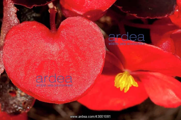  : Begonia Leaf & Flower