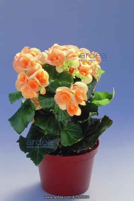  : BEGONIA - IN POT