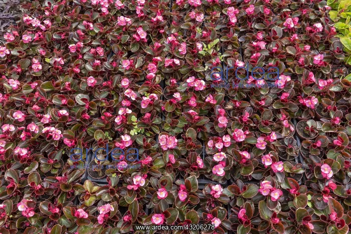 : Begonia seedlings Senator light pink, in a greenhouse : Begonia seedlings Senator light pink, in a greenhouse