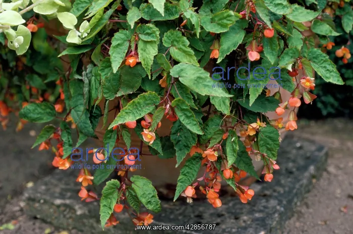 : Begonia Sutherlandii : Begonia Sutherlandii