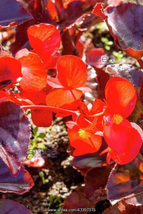 : Begonia Viking XL Red On Chocolate F1, flowers : Begonia Viking XL Red On Chocolate F1, flowers