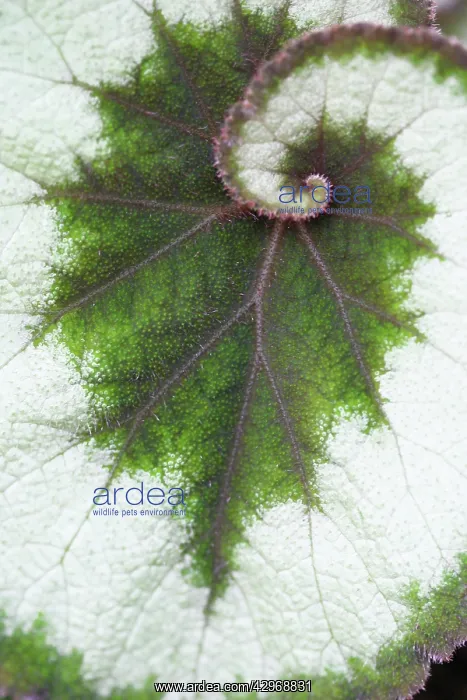 : BegoniaEscargot : BegoniaEscargot