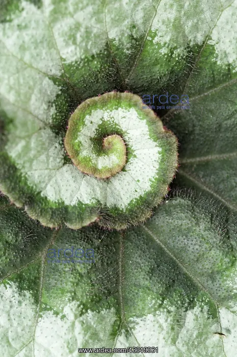 : BegoniaEscargot : BegoniaEscargot