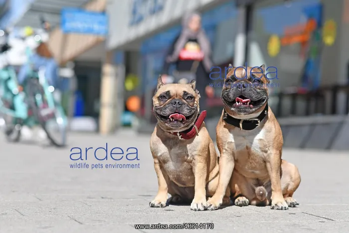 : Well behaved French Bulldog dogs without leash s : Well behaved French Bulldog dogs without leash s