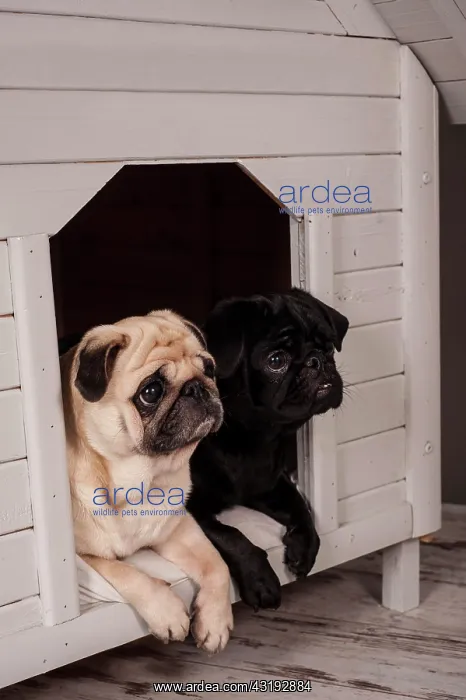: Beige and Black Pugs in a kennel : Beige and Black Pugs in a kennel