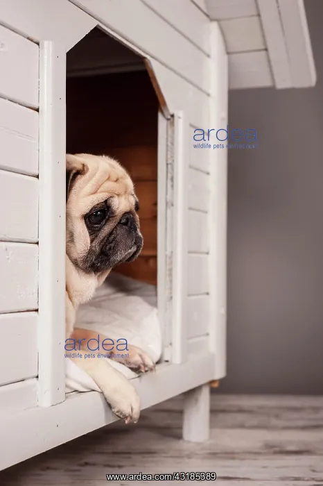 : Beige pug lying in a kennel : Beige pug lying in a kennel