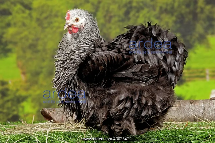 : Beijing Silver Chicken hen : Beijing Silver Chicken hen