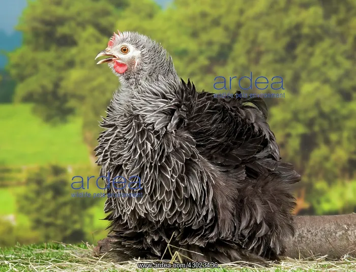 : Beijing Silver Chicken hen : Beijing Silver Chicken hen