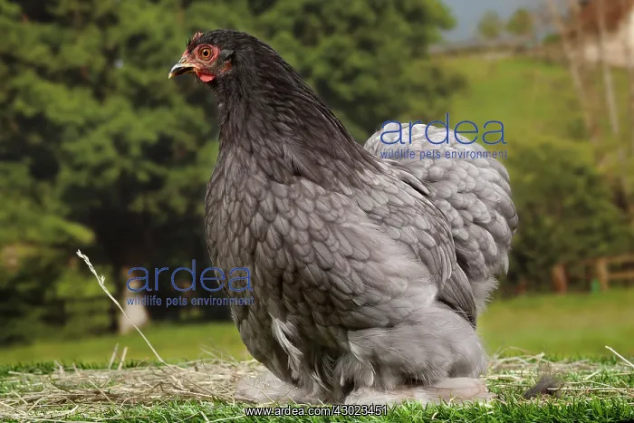 : Beijing Silver Chicken hen : Beijing Silver Chicken hen