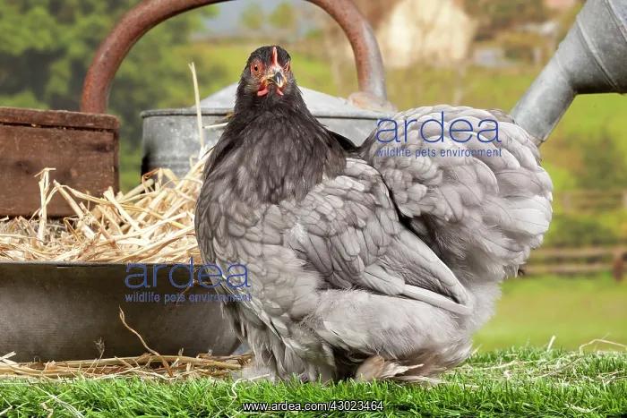 : Beijing Silver Chicken hen : Beijing Silver Chicken hen