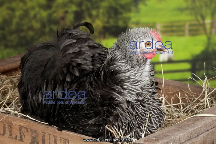 : Beijing Silver Chicken hen : Beijing Silver Chicken hen