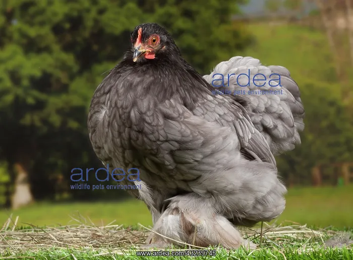  : Beijing Silver Chicken hen