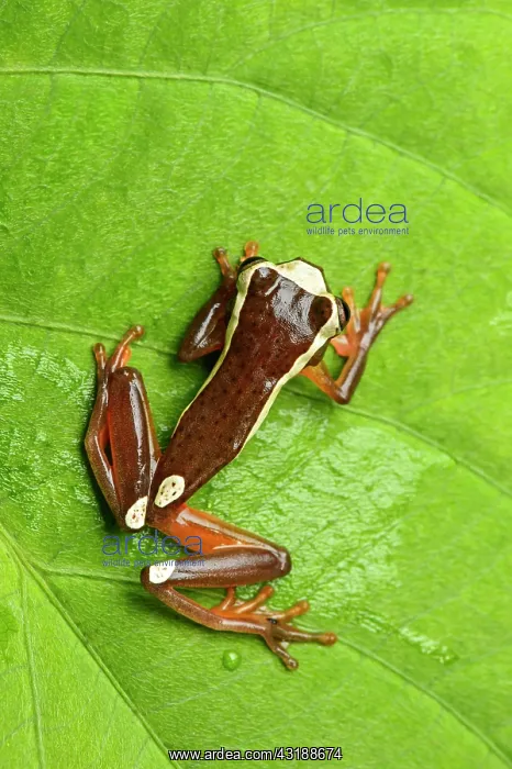 : Beireis tree frog or white-leaf frog (dendropsophus : Beireis tree frog or white-leaf frog (dendropsophus