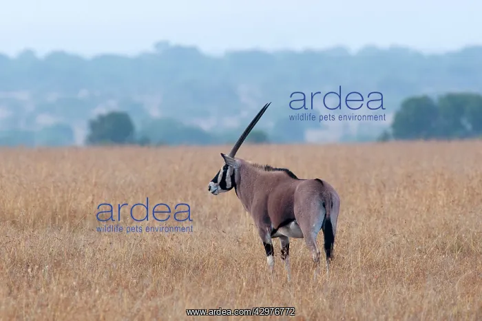 : Beisa Oryx : Beisa Oryx