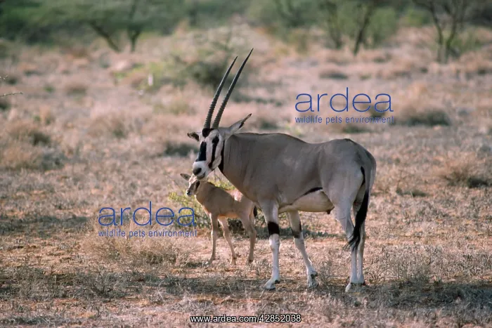 : Beisa Oryx - with young : Beisa Oryx - with young