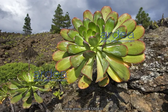 : Bejeque (Aeonium sp), It is an endemic plant of : Bejeque (Aeonium sp), It is an endemic plant of