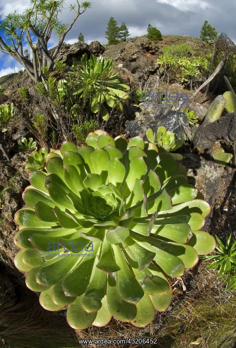 : Bejeque (Aeonium sp), It is an endemic plant of : Bejeque (Aeonium sp), It is an endemic plant of